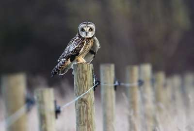 Owl Standing on Pole