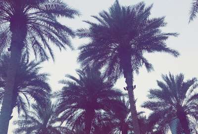 Palm Trees in Dubai