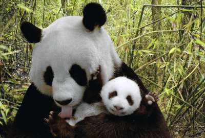 Panda Bear - Baby