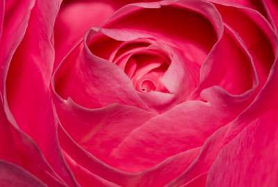Perfect Pink Rose