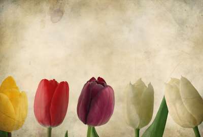 Pictures Grunge Texture Tulips 46692
