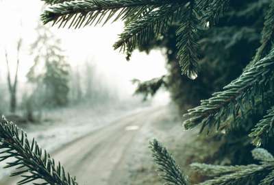 Pin Tree Closeup in Winter