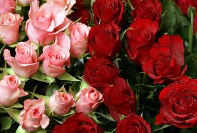Pink And Red Roses 11363