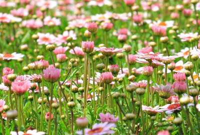 Pink Blooms in a Meadow