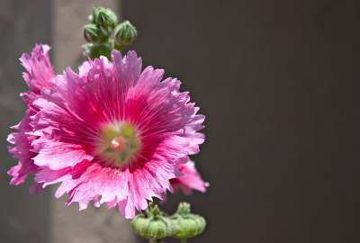 Pink Flower Closeup 1255