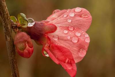 Pink Flower With Rain Drops