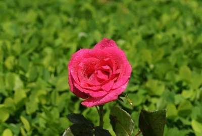 Pink Roses 6484