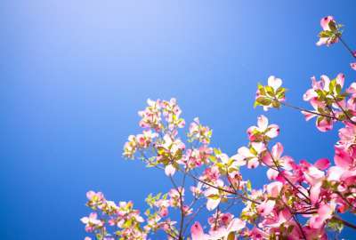 Pink Tree Flowers Background