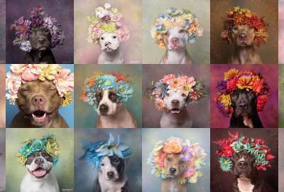 Pittbulls With Flower Crowns