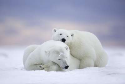 Polar Bears at Dawn