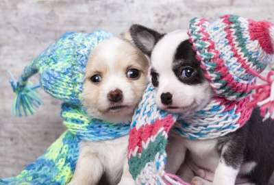 Puppie Dogs Couple