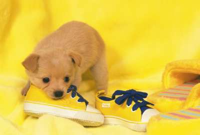 Puppy Next to Yellow Shoes