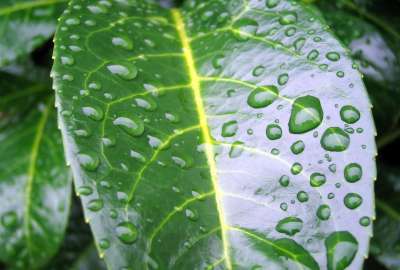 Rain Drops on Leaf 1735