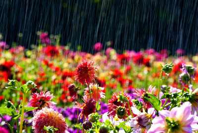 Rain on Beautiful Flowers