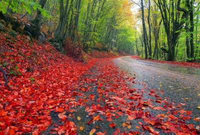Rainy Autumn Forest