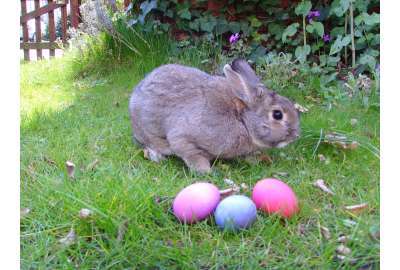 Real Bunny Easter