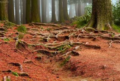Red Dirt in Forest