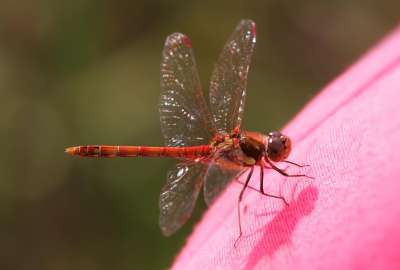 Red Dragonfly 2882