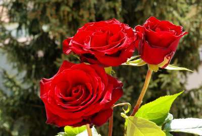 Red Flowers Roses Hd 