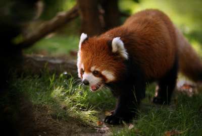 Red Panda 5429