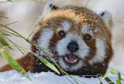 Red Panda in Snow