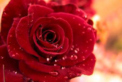 Beautiful Red Rose 11345
