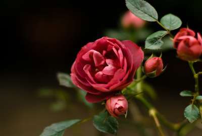 Red Rose Closeup 1316