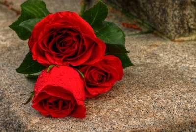Red Rose Flower 11362