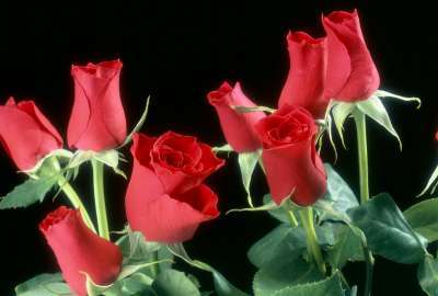 Red Rose Flowers 11347