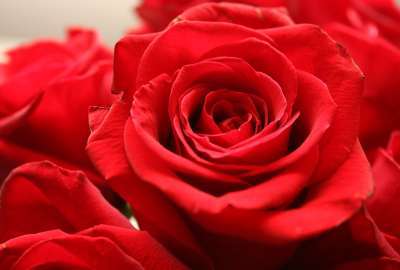 Red Rose 26880
