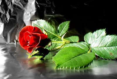 Red Rose Hd