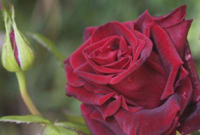 Red Rose With Petals