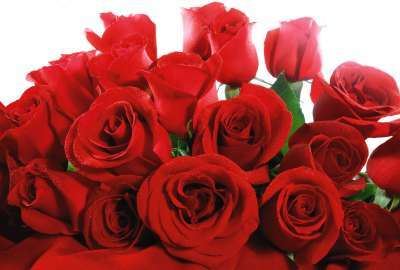 Red Roses 2803