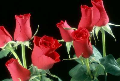 Red Roses Flowers 11369