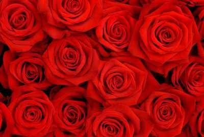 Red Roses Hd 9419