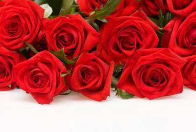 Red Roses HD Flowers HD Widescreen S