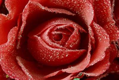 Beautiful Red Love Rose 11348 HD wallpaper