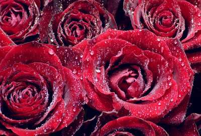 Red Roses Water