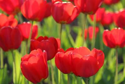 Red Tulips 4K