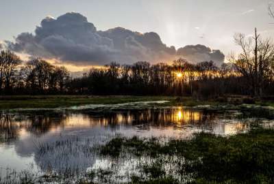 Reflections in a Swamp, Limburg, Belgium