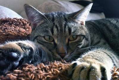 Relaxing Cat on Blanket
