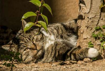 Relaxing Cat Trees