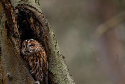 Resting Owl in a Tree