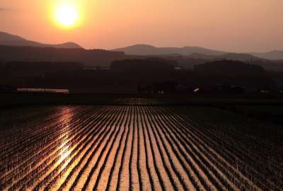 Rice Fields Sunset
