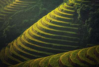Rice Terraces Bali Indonesia
