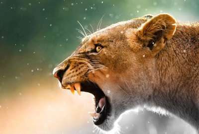 Roaring Lioness
