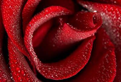 Rose Closeup 1158