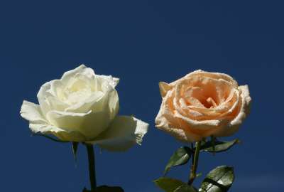 Roses White