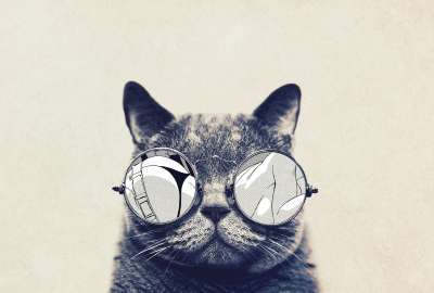 Round Glasses Cat