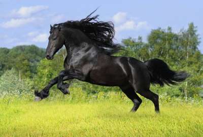 Running Black Horse